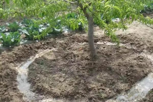 苹果根外追肥的优点,其发挥作用更快