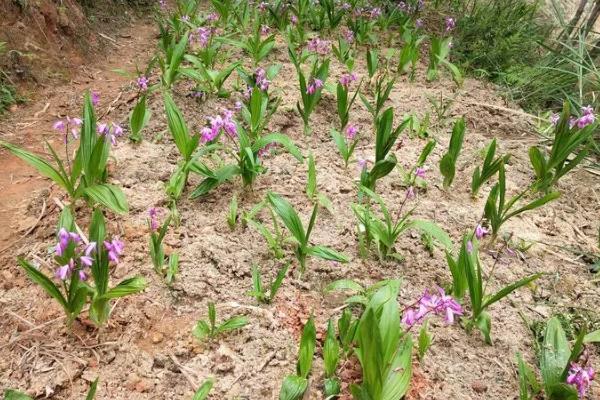 白芨的高产栽培技术，种植温度保持18到20度左右