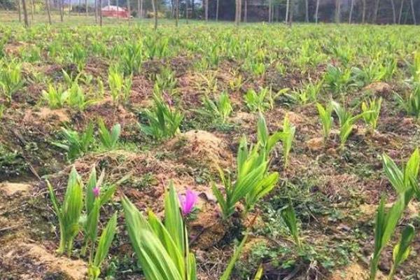 白芨的高产栽培技术，种植温度保持18到20度左右