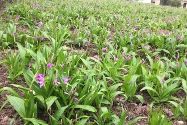 白芨的高产栽培技术，种植温度保持18到20度左右