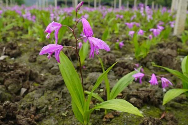 白芨的高产栽培技术，种植温度保持18到20度左右