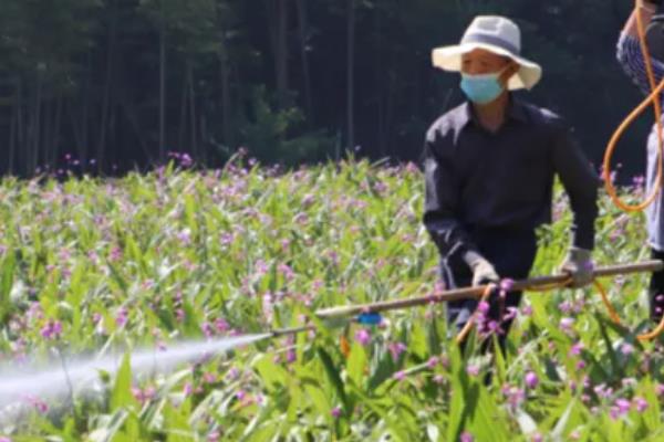 白芨的高产栽培技术，种植温度保持18到20度左右