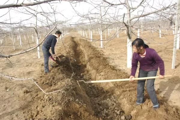苹果根外追肥的优点,其发挥作用更快