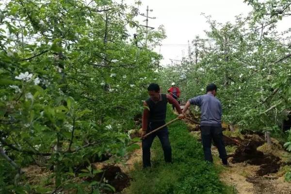 苹果根外追肥的优点,其发挥作用更快