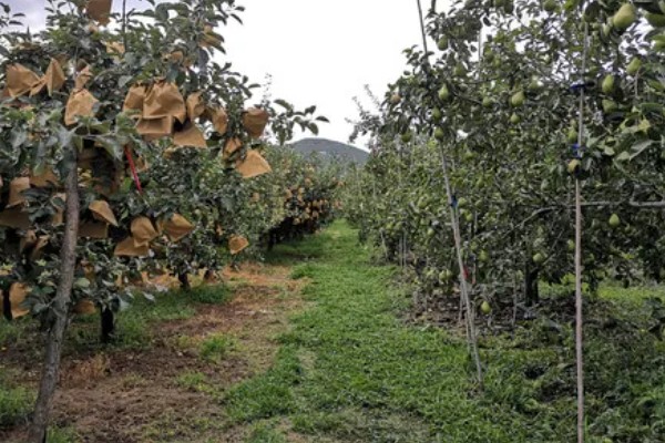 梨树夏季如何管理，谢花后15天左右开始疏果