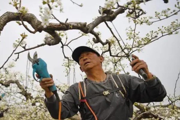梨树夏季如何管理，谢花后15天左右开始疏果
