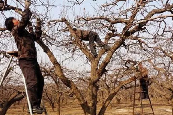 梨树夏季如何管理，谢花后15天左右开始疏果