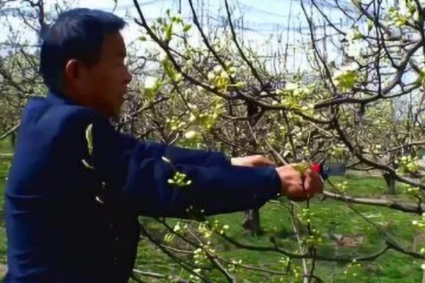 梨树夏季如何管理，谢花后15天左右开始疏果