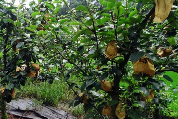 梨树夏季如何管理，谢花后15天左右开始疏果