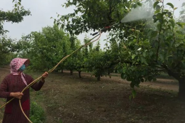 梨树夏季如何管理，谢花后15天左右开始疏果