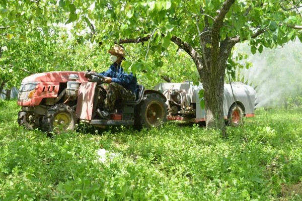梨树夏季如何管理，谢花后15天左右开始疏果