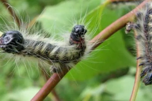 梨树夏季如何管理，谢花后15天左右开始疏果