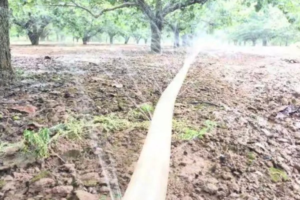 梨树夏季如何管理，谢花后15天左右开始疏果