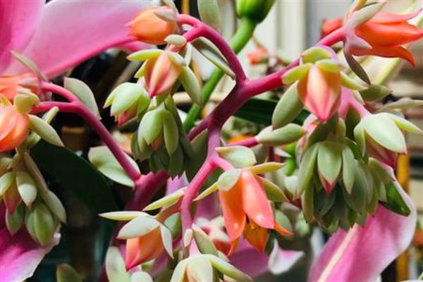 花剑是什么,是多肉植物的生理结构之一