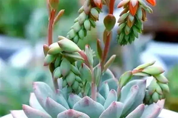 花剑是什么,是多肉植物的生理结构之一