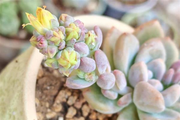 花剑是什么,是多肉植物的生理结构之一