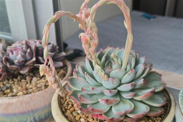 花剑是什么,是多肉植物的生理结构之一