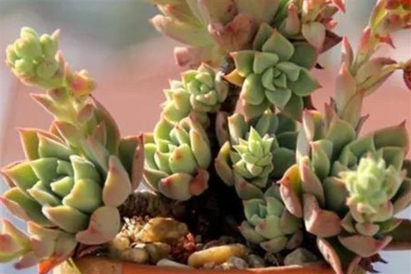 花剑是什么,是多肉植物的生理结构之一