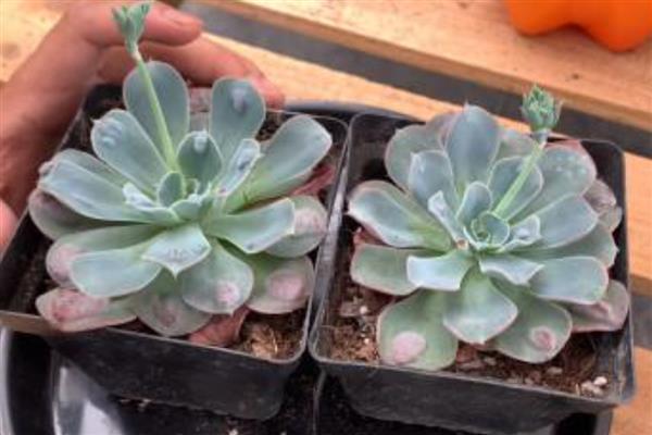 花剑是什么,是多肉植物的生理结构之一