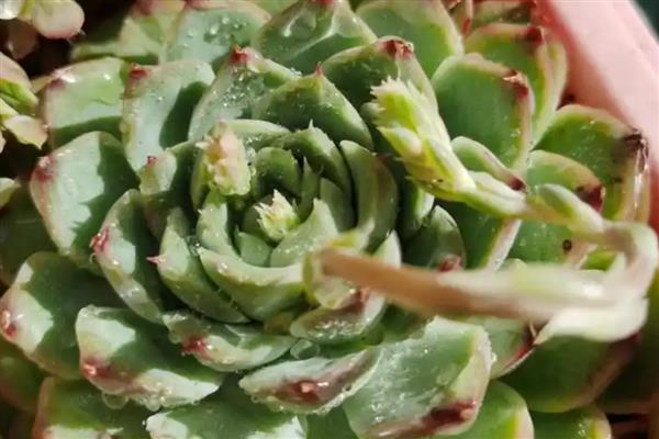 花剑是什么,是多肉植物的生理结构之一