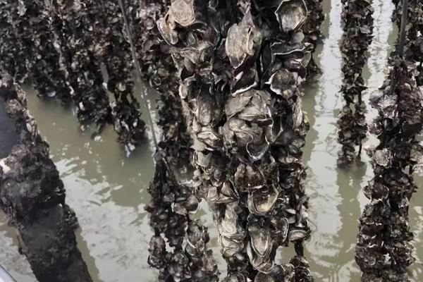 农村养殖的项目推荐,推荐养殖巴沙鱼、牡蛎等