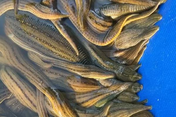 农村养殖的项目推荐,推荐养殖巴沙鱼、牡蛎等