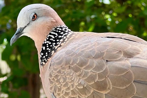 农村养殖的项目推荐,推荐养殖巴沙鱼、牡蛎等