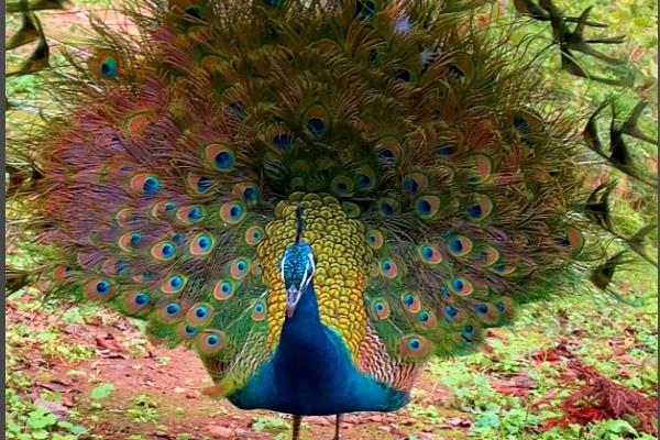 农村养殖的项目推荐,推荐养殖巴沙鱼、牡蛎等