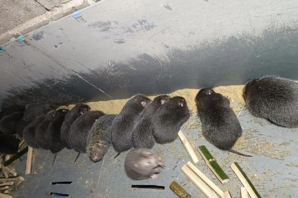 农村养殖的项目推荐,推荐养殖巴沙鱼、牡蛎等