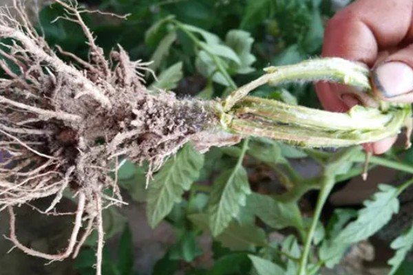 南瓜根线虫病的传播途径，传播途径主要是病土、病苗等