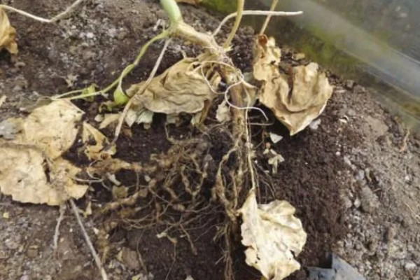 南瓜根线虫病的传播途径，传播途径主要是病土、病苗等