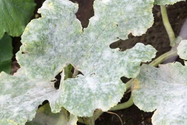 南瓜根线虫病的传播途径，传播途径主要是病土、病苗等