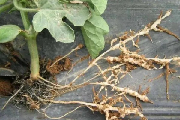 南瓜根线虫病的传播途径，传播途径主要是病土、病苗等