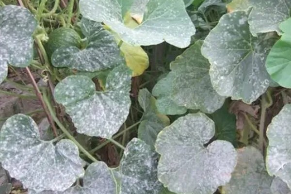 南瓜根线虫病的传播途径，传播途径主要是病土、病苗等