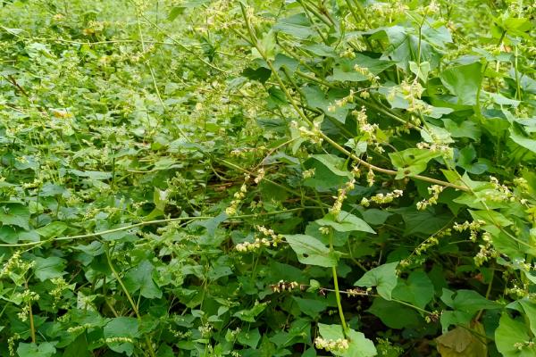 立秋后可以种什么农作物，推荐苦荞、油菜、红菜苔等