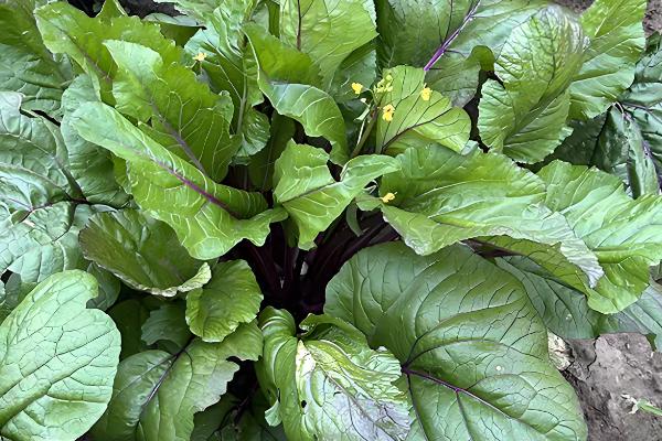 立秋后可以种什么农作物，推荐苦荞、油菜、红菜苔等