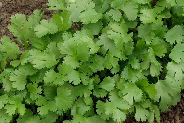 立秋后可以种什么农作物，推荐苦荞、油菜、红菜苔等