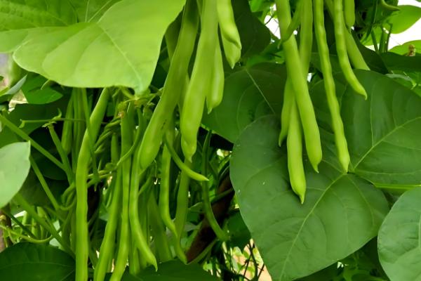 立秋后可以种什么农作物，推荐苦荞、油菜、红菜苔等
