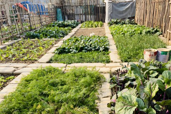 立秋后可以种什么农作物，推荐苦荞、油菜、红菜苔等