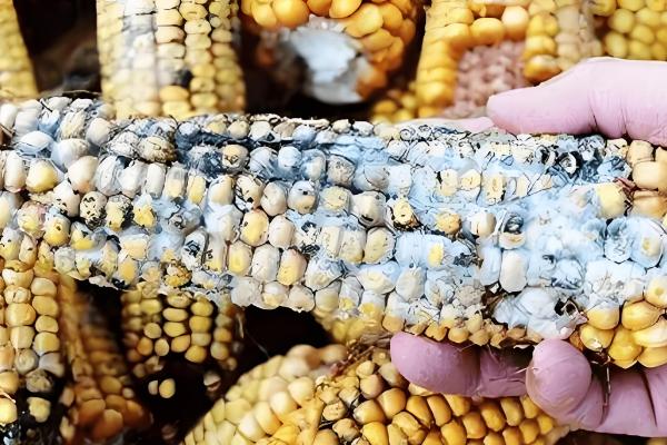 玉米发霉会产生哪种毒素，会产生霉菌毒素