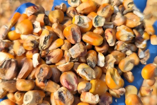 玉米发霉会产生哪种毒素，会产生霉菌毒素