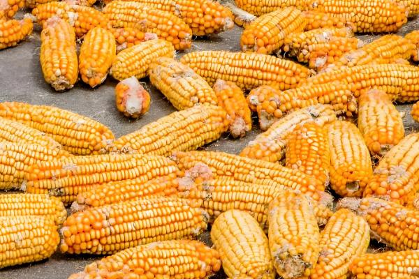 玉米发霉会产生哪种毒素，会产生霉菌毒素