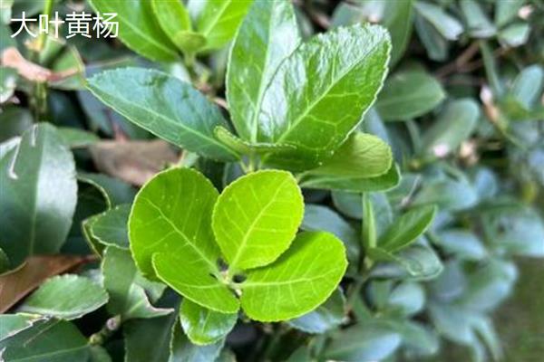 绿化墙用哪些植物好,可以选择常绿植物、藤本植物等