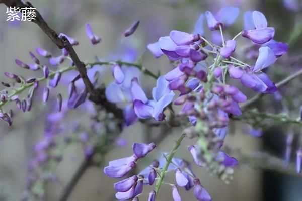绿化墙用哪些植物好,可以选择常绿植物、藤本植物等