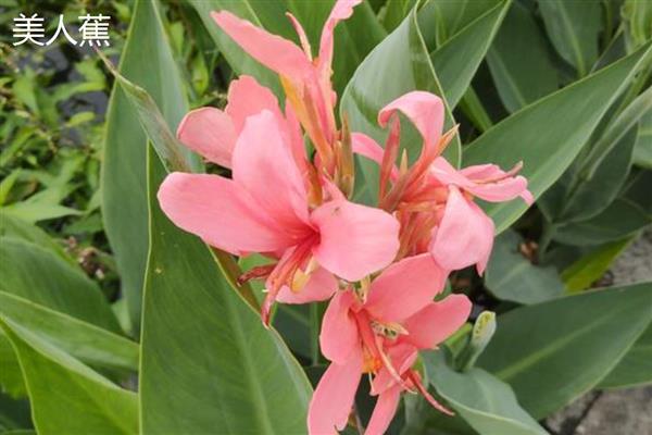 绿化墙用哪些植物好,可以选择常绿植物、藤本植物等