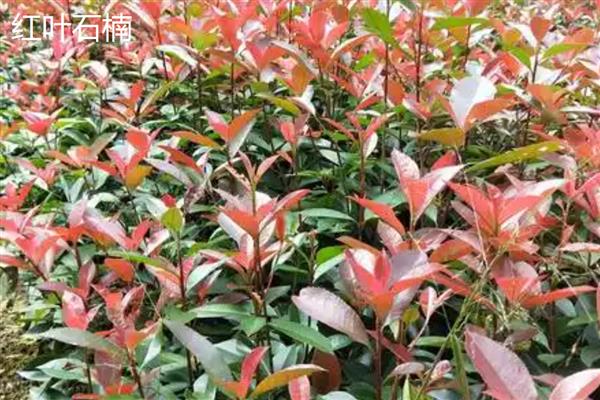 绿化墙用哪些植物好,可以选择常绿植物、藤本植物等