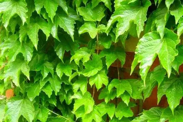 绿化墙用哪些植物好,可以选择常绿植物、藤本植物等