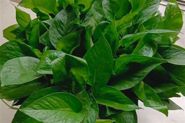 绿萝有没有毒,绿萝有毒