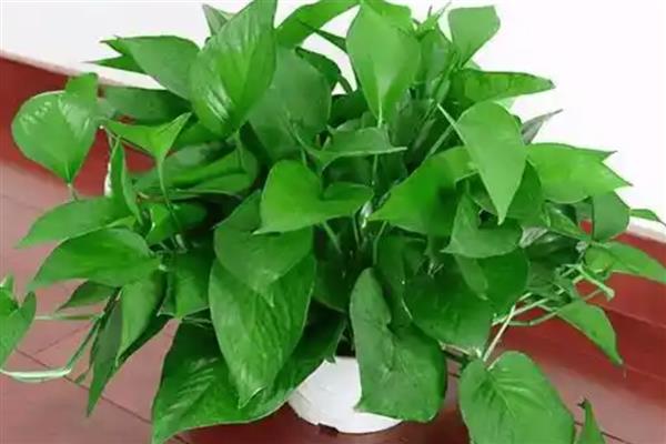 绿萝有没有毒,绿萝有毒
