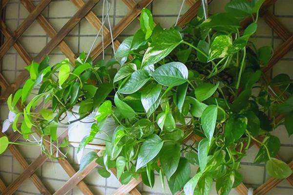 绿萝有没有毒,绿萝有毒